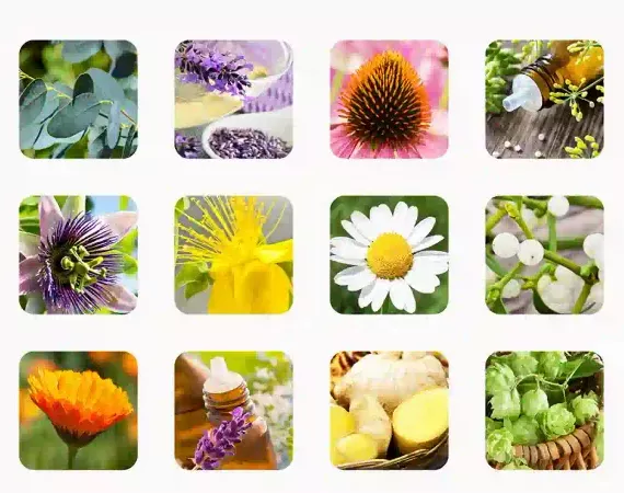Fotos verschiedener Heilpflanzen wie Hopfen, Lavendel, Johanniskraut zu einem Tableau kombiniert.