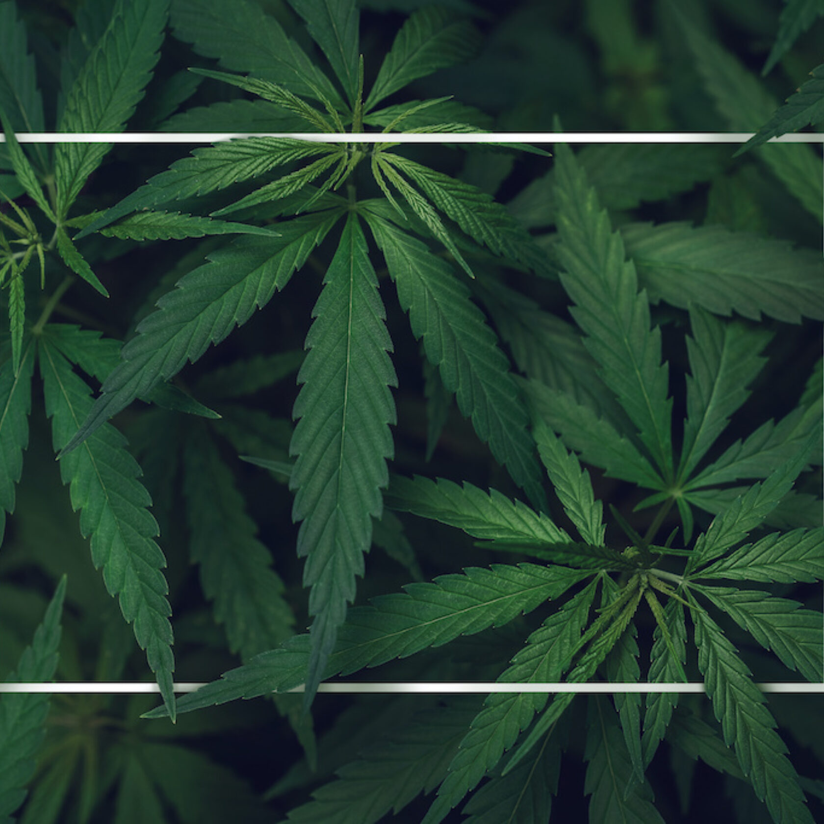 Cannabis-Pflanze von oben