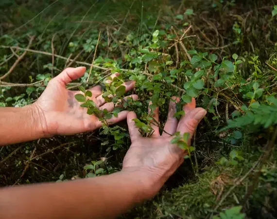 Frauenhände betasten Wildkräuter im Wald.