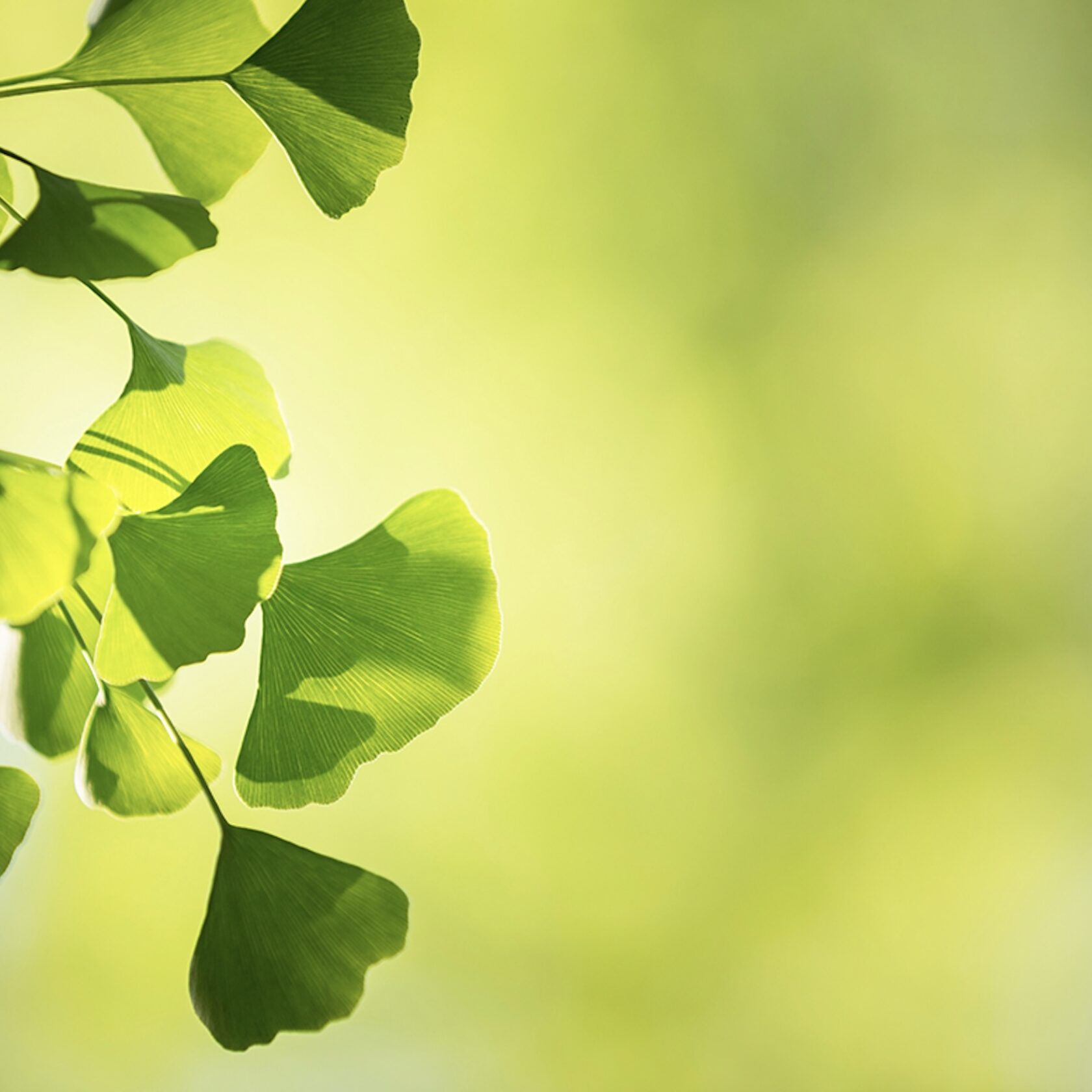 Ginko-Blätter in saftigem grün