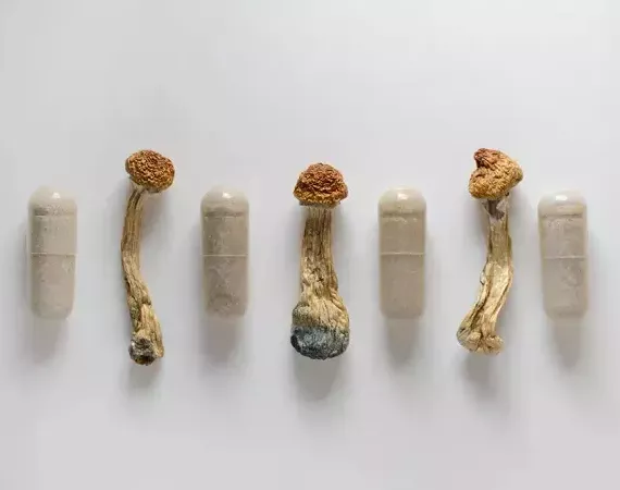 Kleine Magic Mushrooms mit dem Wirkstoff Psilocybin und Kapseln mit dem Pulver der Pilze.