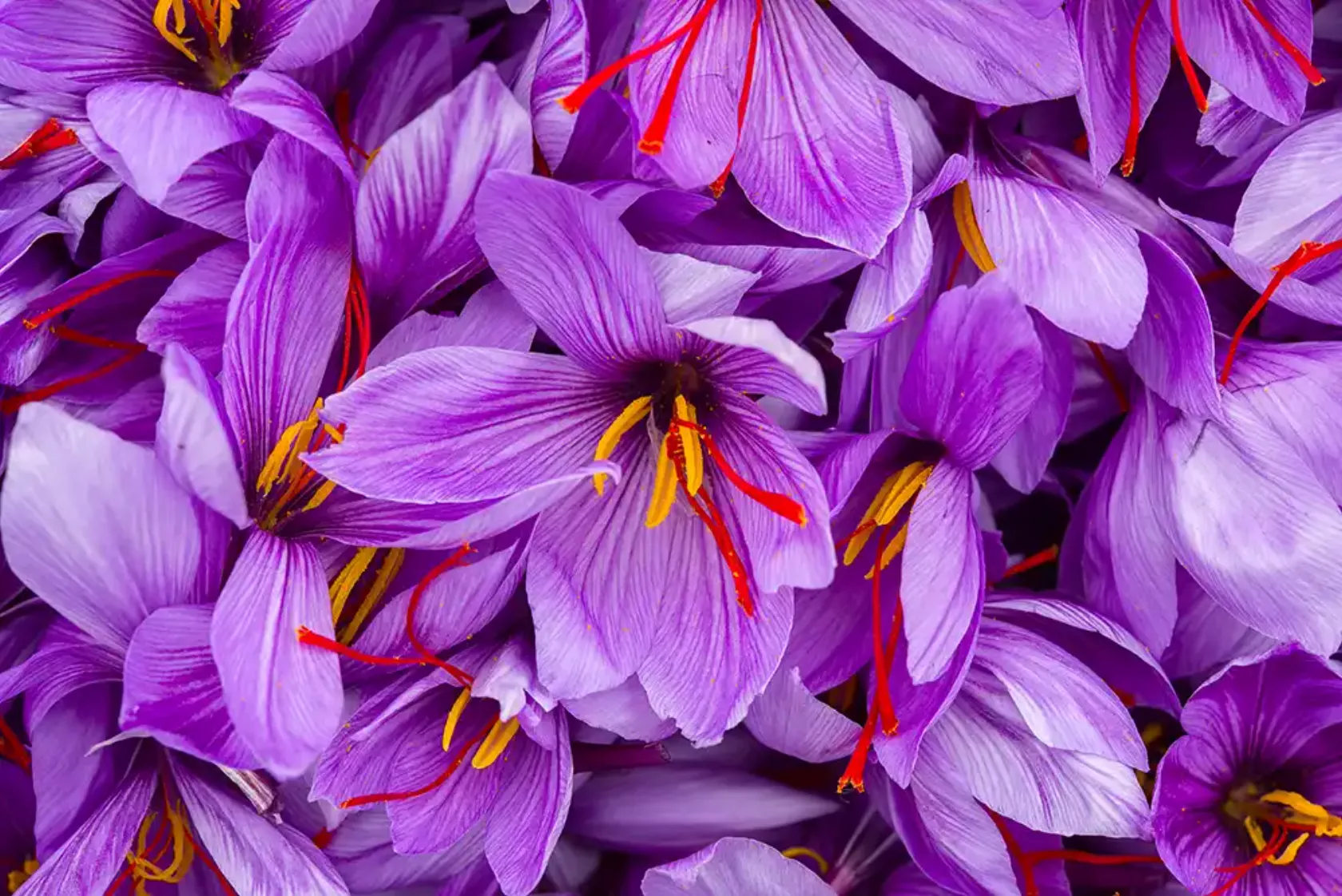 Lilafarbene Blüten von Crocus sativus mit Safranfäden.