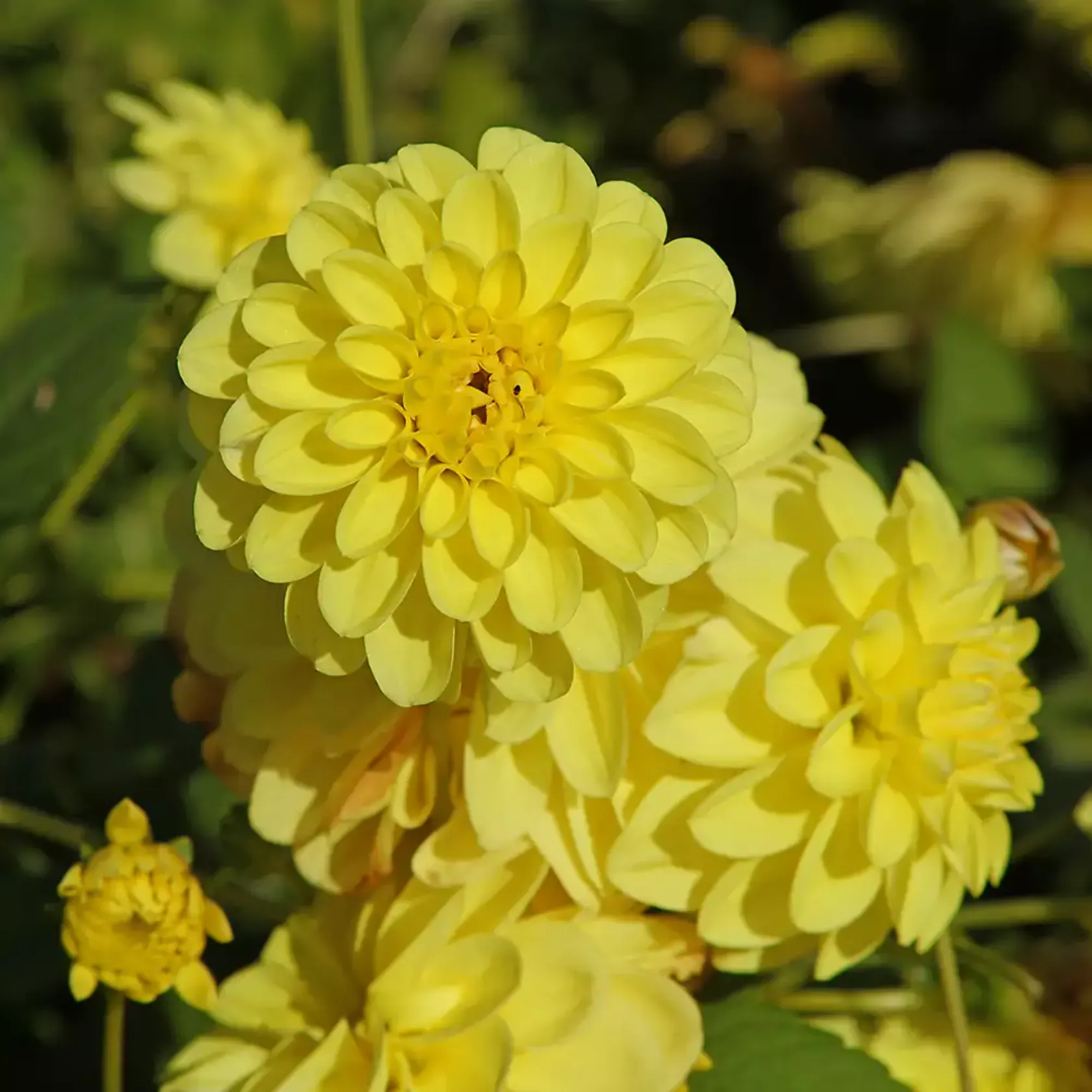 Große gelbe Dahlien-Blüten.