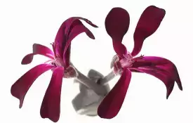 Blüte von Pelargonium sidoides.