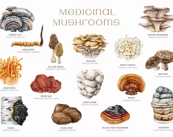 Heilpilze - colorierte Zeichnungen verschiedener Pilzarten